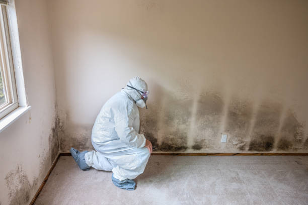 Trusted Belleair, FL Mold Remediation Experts